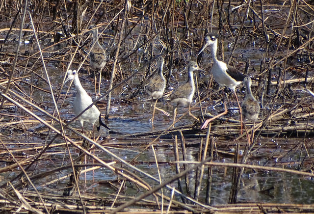 Black-necked Stilt