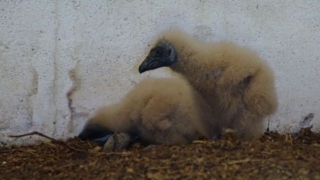 Black Vulture