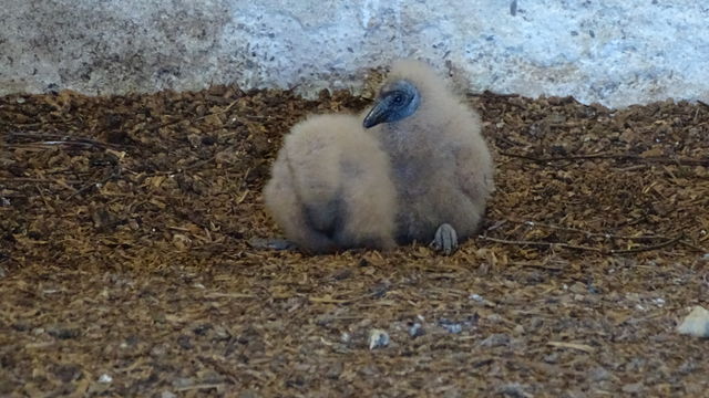 Black Vulture
