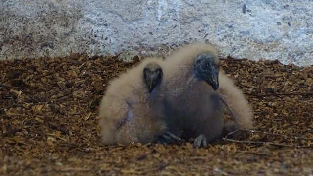 Black Vulture