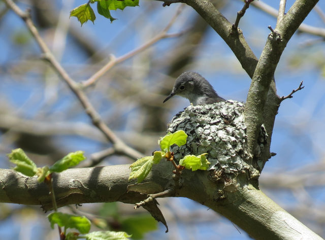 Blue-gray Gnatcatcher