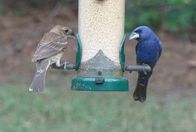 Blue Grosbeak
