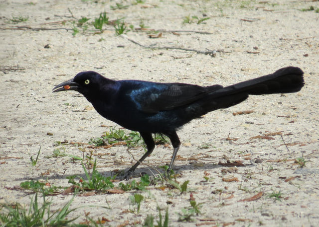 Boat-tailed Grackle