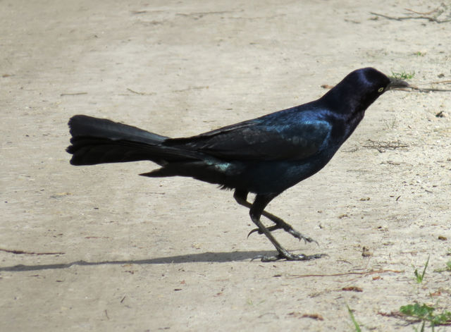 Boat-tailed Grackle