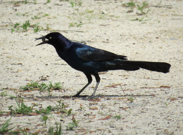 Boat-tailed Grackle
