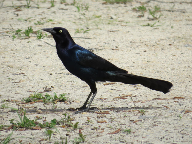 Boat-tailed Grackle