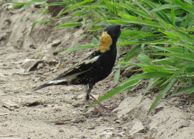 Bobolink