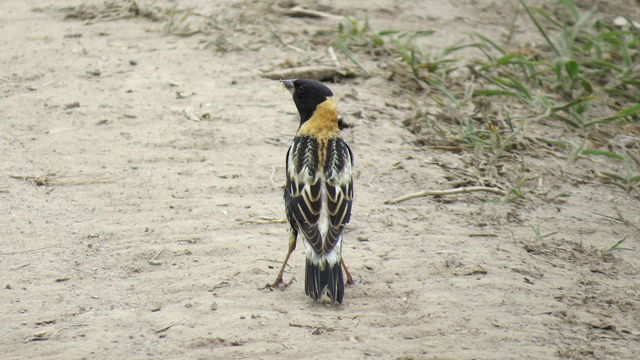 Bobolink