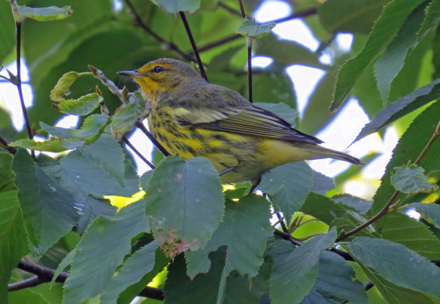 Cape May Warbler