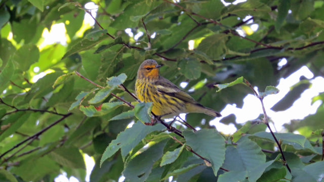 Cape May Warbler