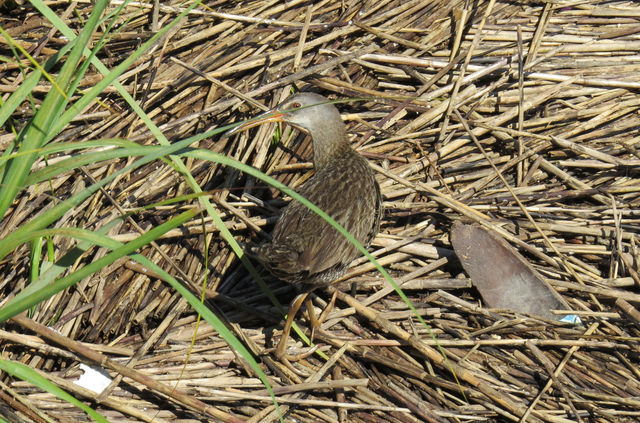 Clapper Rail