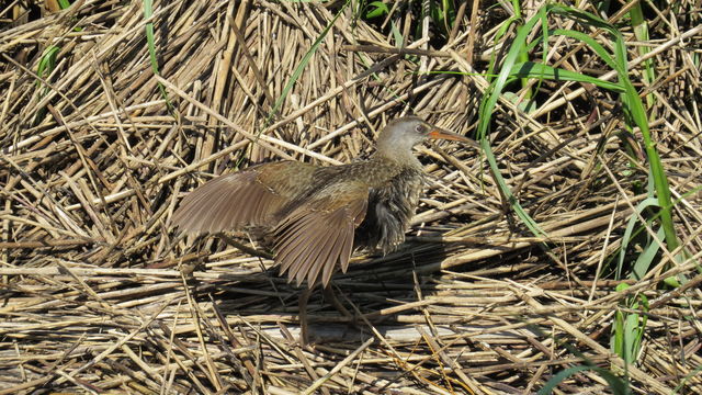 Clapper Rail