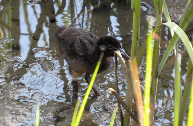 Clapper Rail