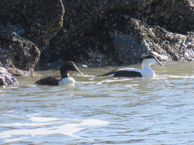 Common Eider