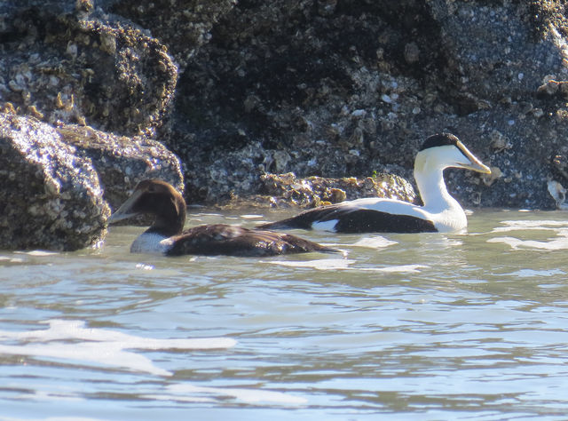Common Eider