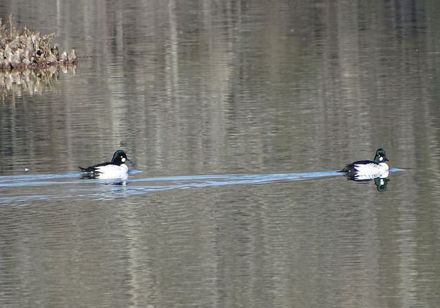 Common Goldeneye