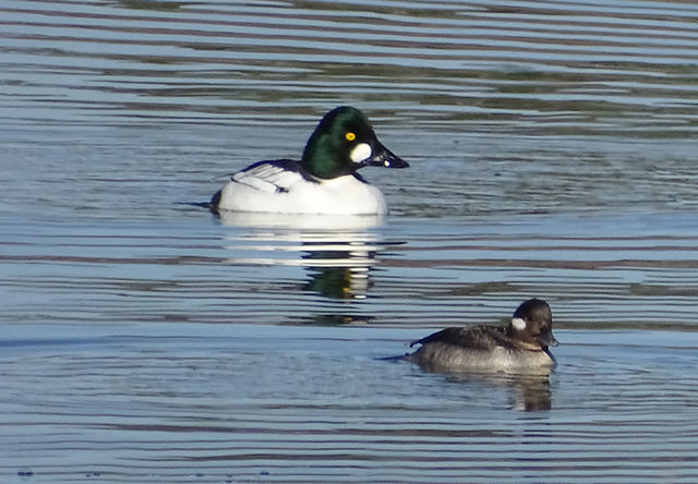 Common Goldeneye