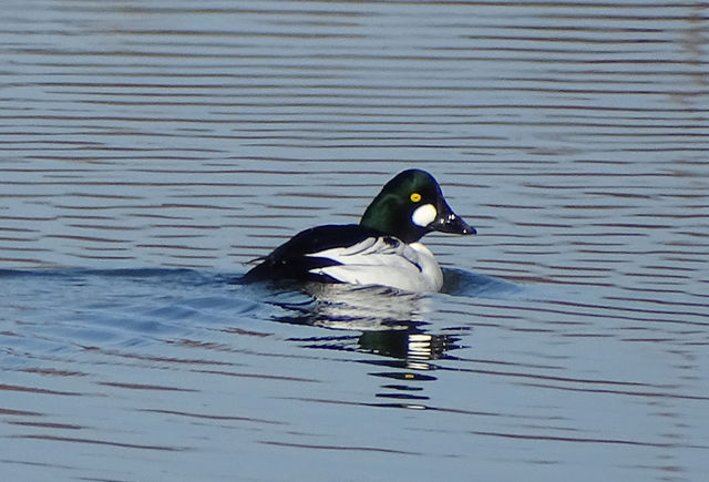 Common Goldeneye