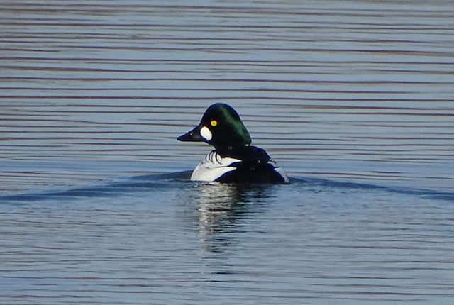 Common Goldeneye