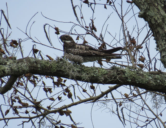 Common Nighthawk