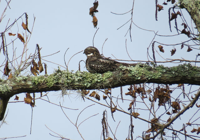 Common Nighthawk