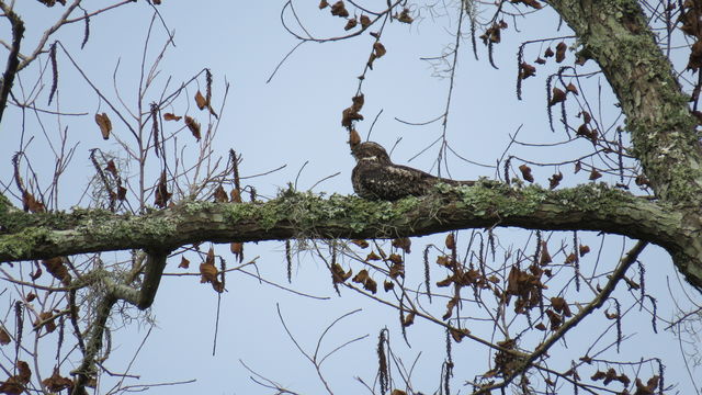 Common Nighthawk