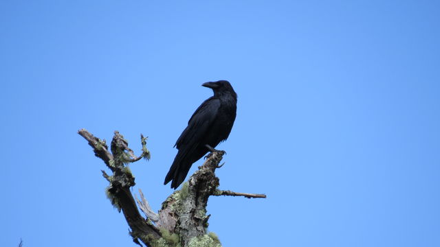 Common Raven