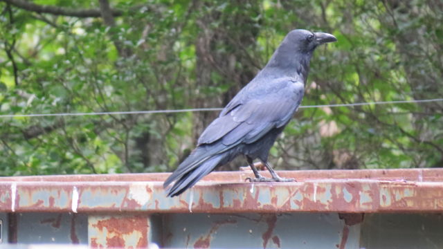 Common Raven