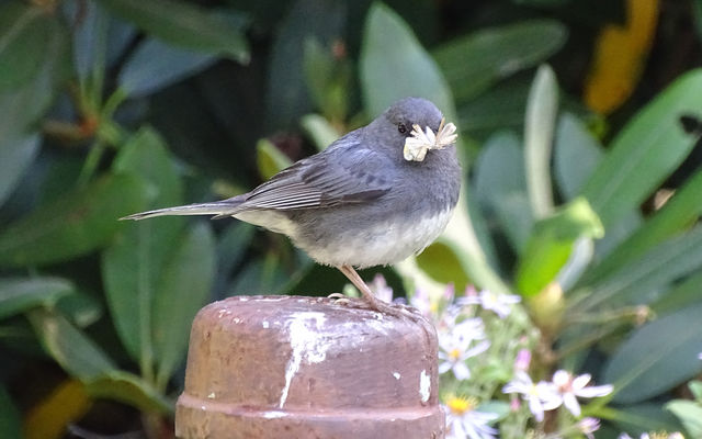 Dark-eyed Junco