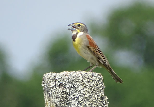 Dickcissel