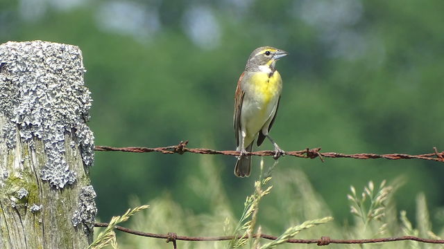 Dickcissel