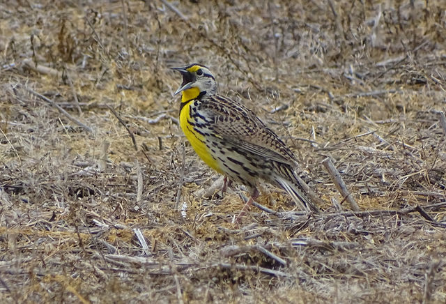 Eastern Meadowlark