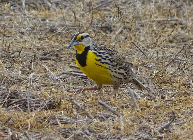 Eastern Meadowlark