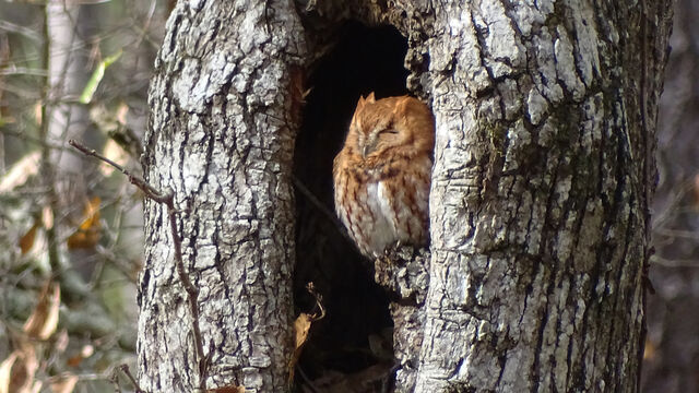 Eastern Screech-Owl