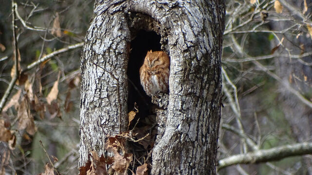 Eastern Screech-Owl