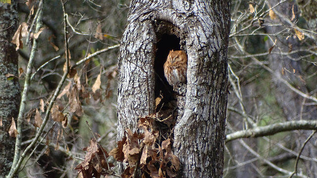 Eastern Screech-Owl