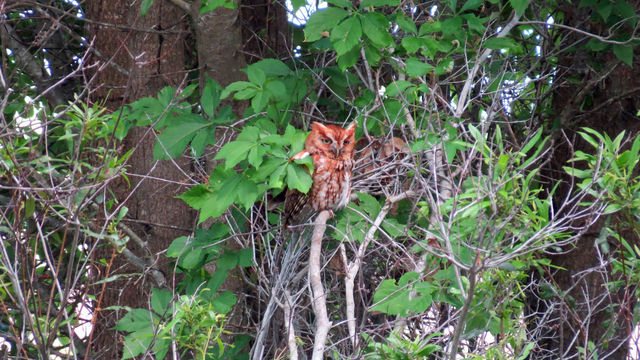 Eastern Screech-Owl