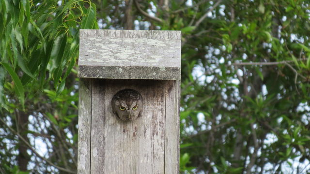 Eastern Screech-Owl