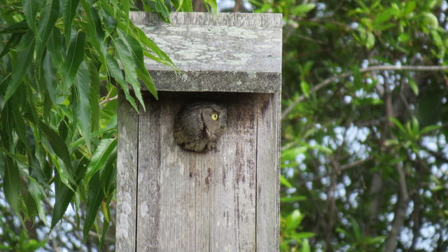 Eastern Screech-Owl