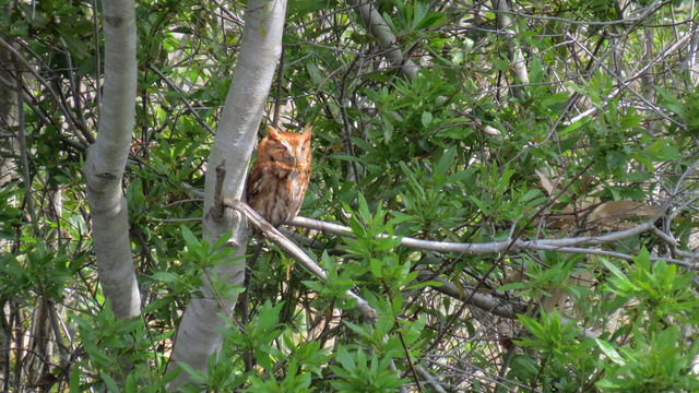 Eastern Screech-Owl
