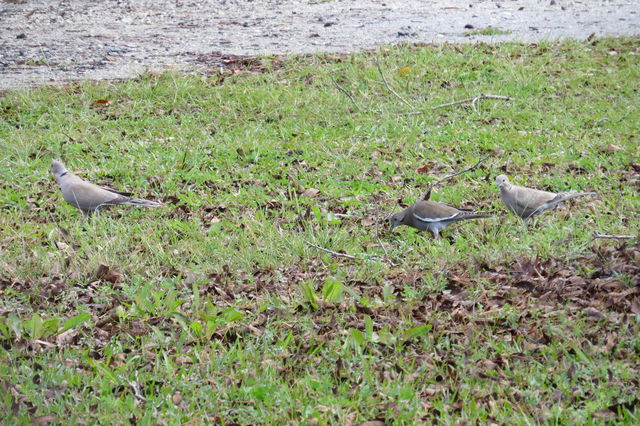 Eurasian Collared-Dove