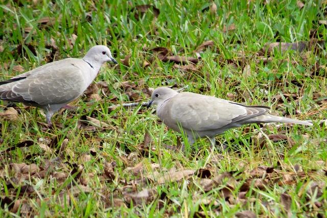 Eurasian Collared-Dove