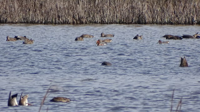 Eurasian Wigeon