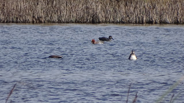 Eurasian Wigeon