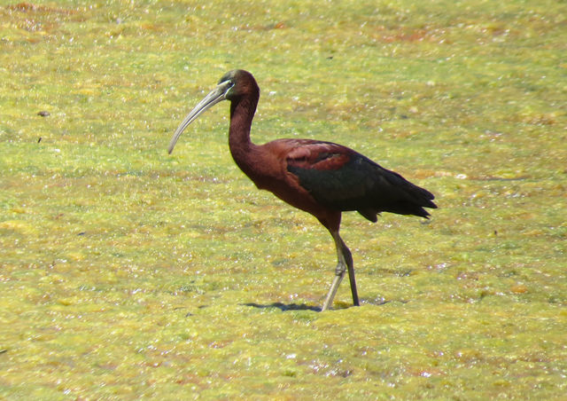 Glossy Ibis