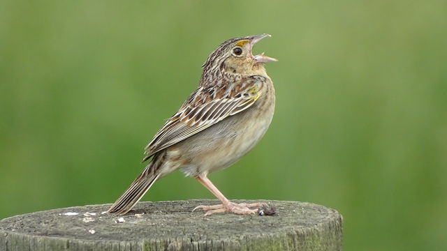 Grasshopper Sparrow