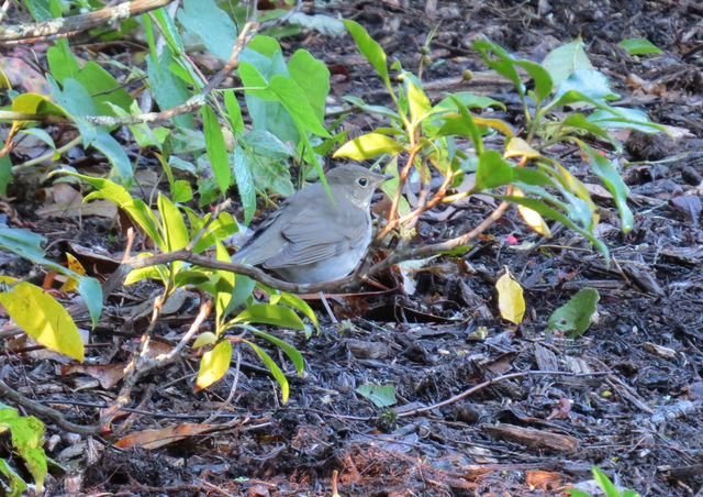 Gray-cheeked Thrush
