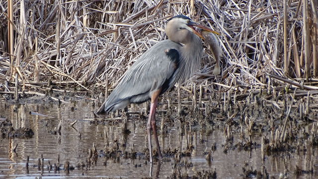 Great Blue Heron