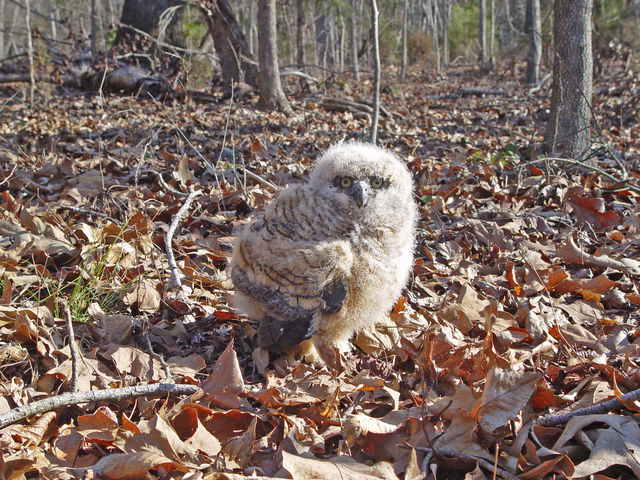 Great Horned Owl