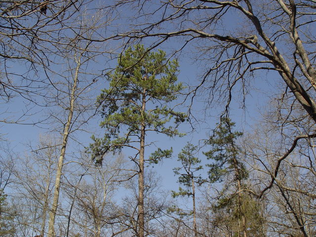 Great Horned Owl